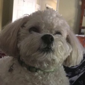 Meet your Posher, Joya